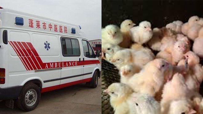 В китайской провинции Хунань зарегистрировали вспышку птичьего гриппа