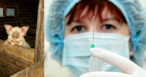 В Роспотребнадзоре предупредили о риске новой пандемии свиного гриппа