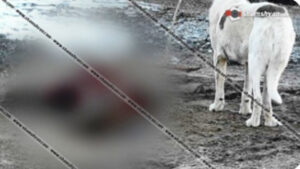 Ակունք գյուղում շունը խեղդել ու մասամբ հոշոտել է անասնագոմում աշխատող կնոջը