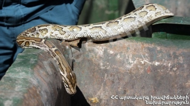 Փրկարարները հայտնաբերել են սահնօձ տեսակի օձ
